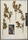 Foto von Salix waldsteiniana Willd.